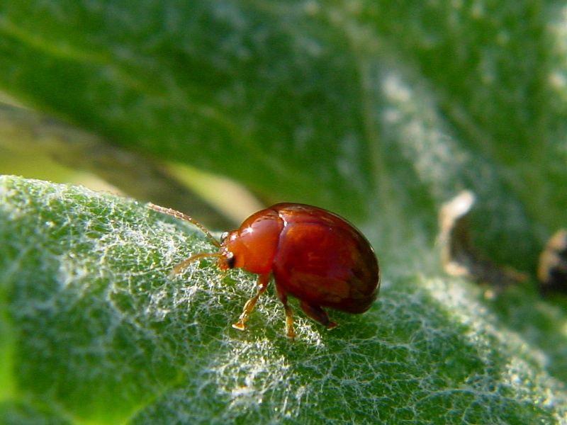insetto caramella (Sphaeroderma rubidum)